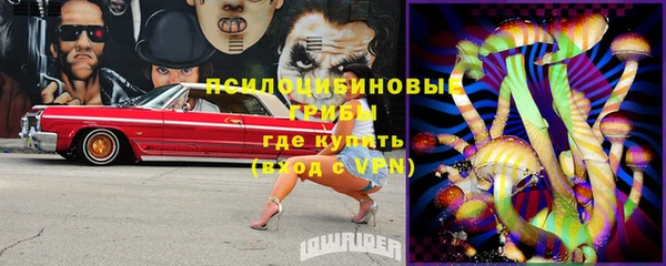 гашик Дмитров