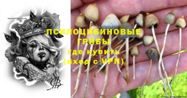 гашик Дмитров