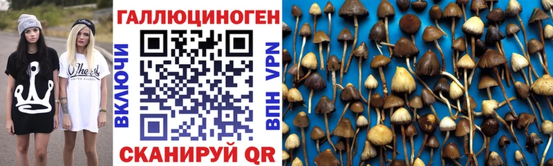 кракен ONION Приозерск Псилоцибиновые грибы MAGIC MUSHROOMS